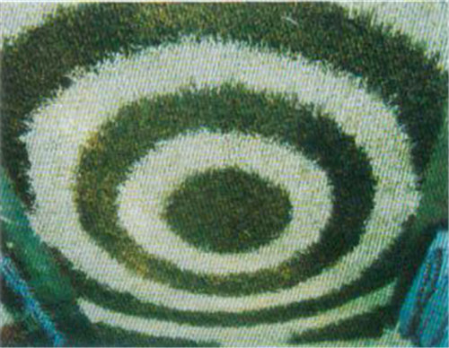 珍珠沙